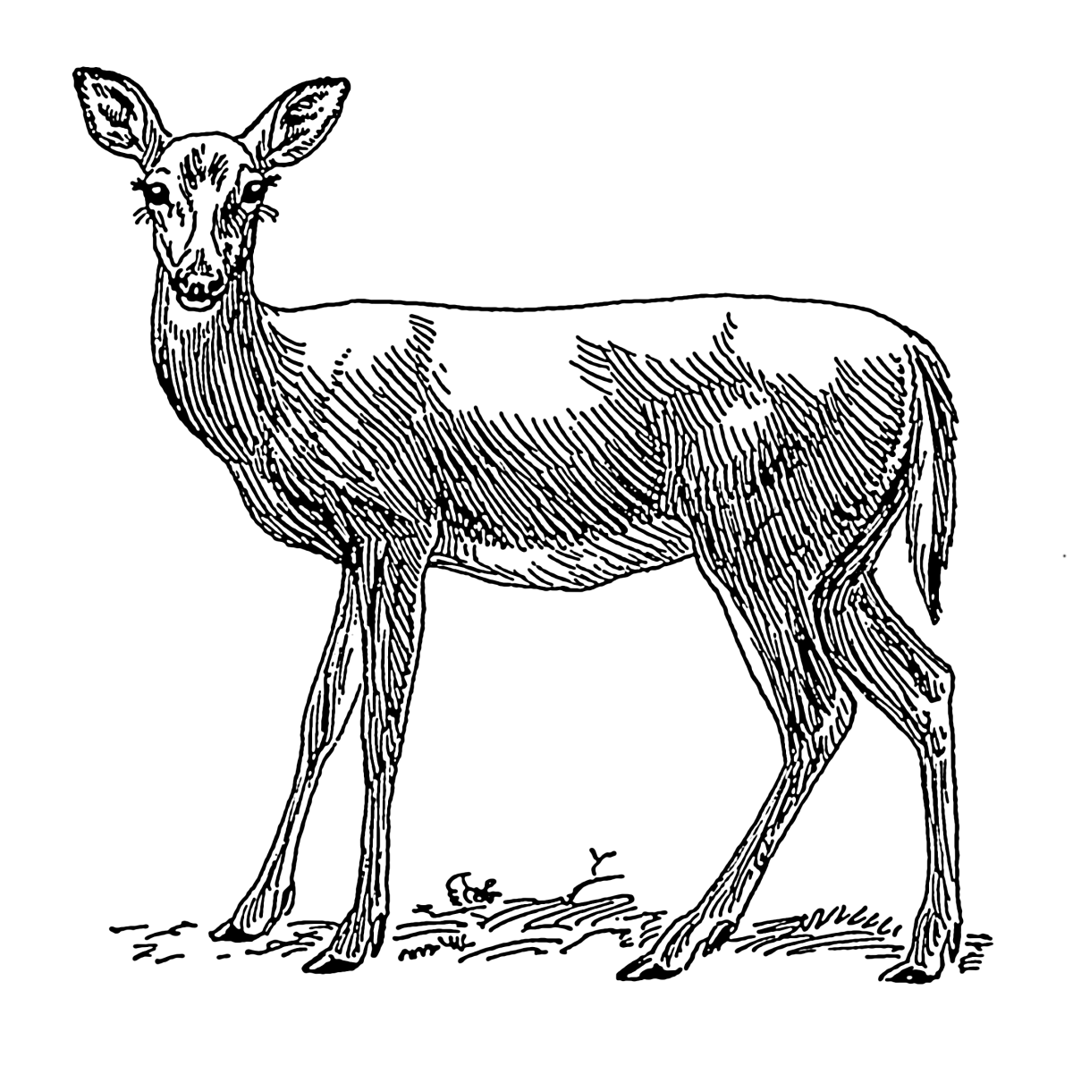 Пятнистый олень раскраска