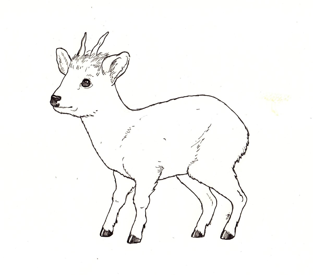 Картинки оленя для срисовки