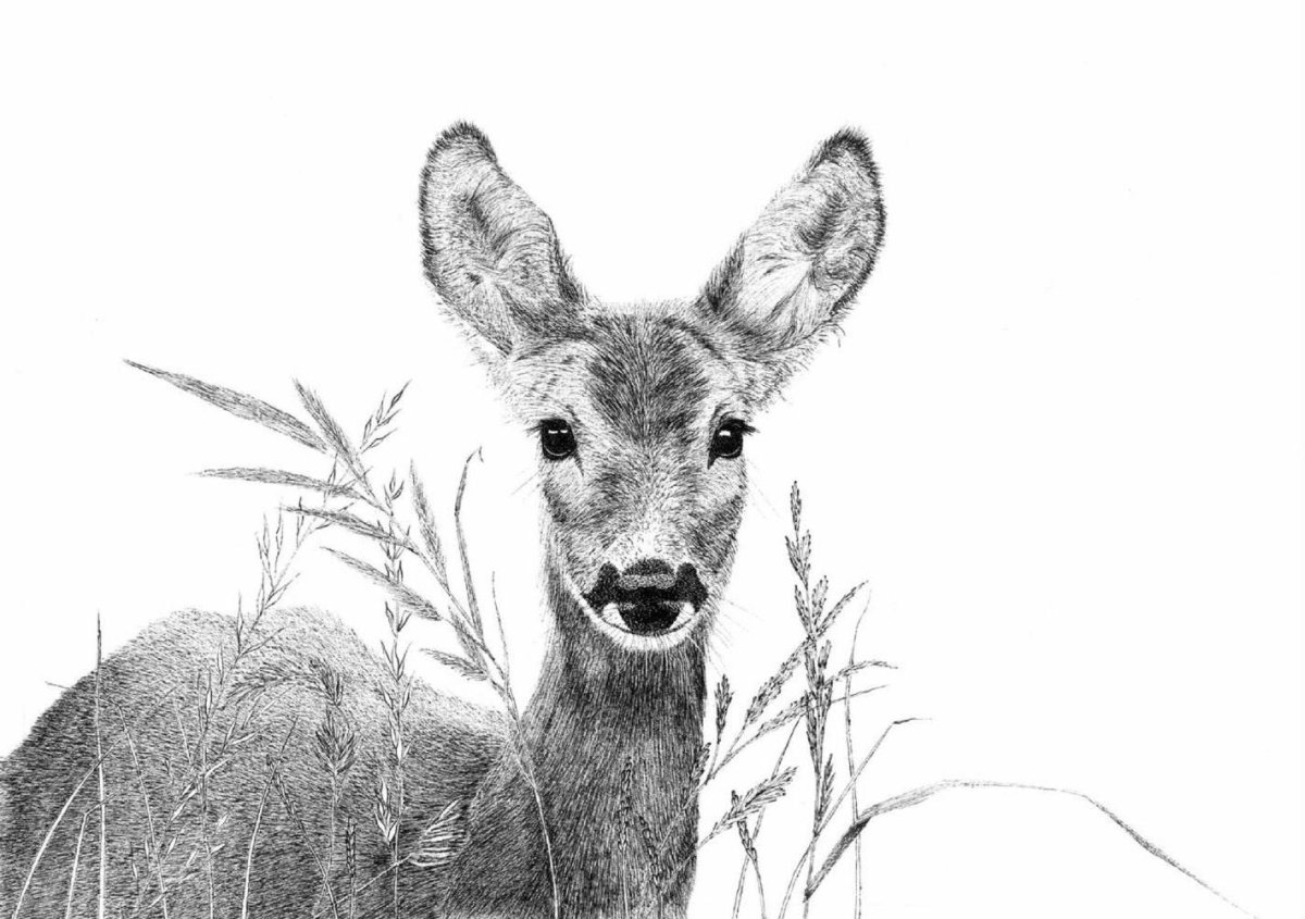 Косуля раскраска