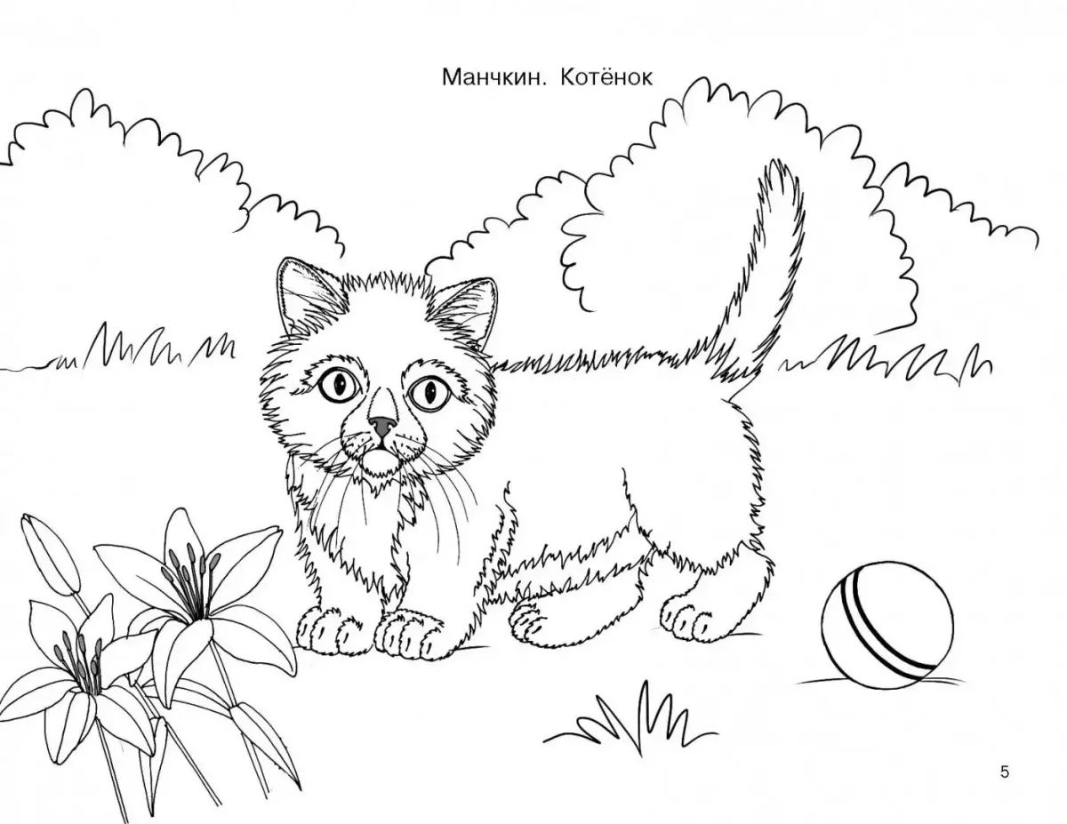 Толстой котенок раскраска