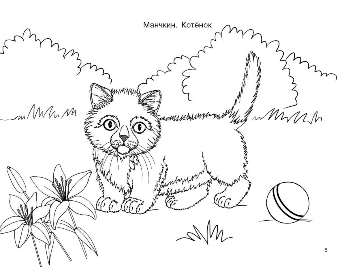 Раскраски лев толстой котенок