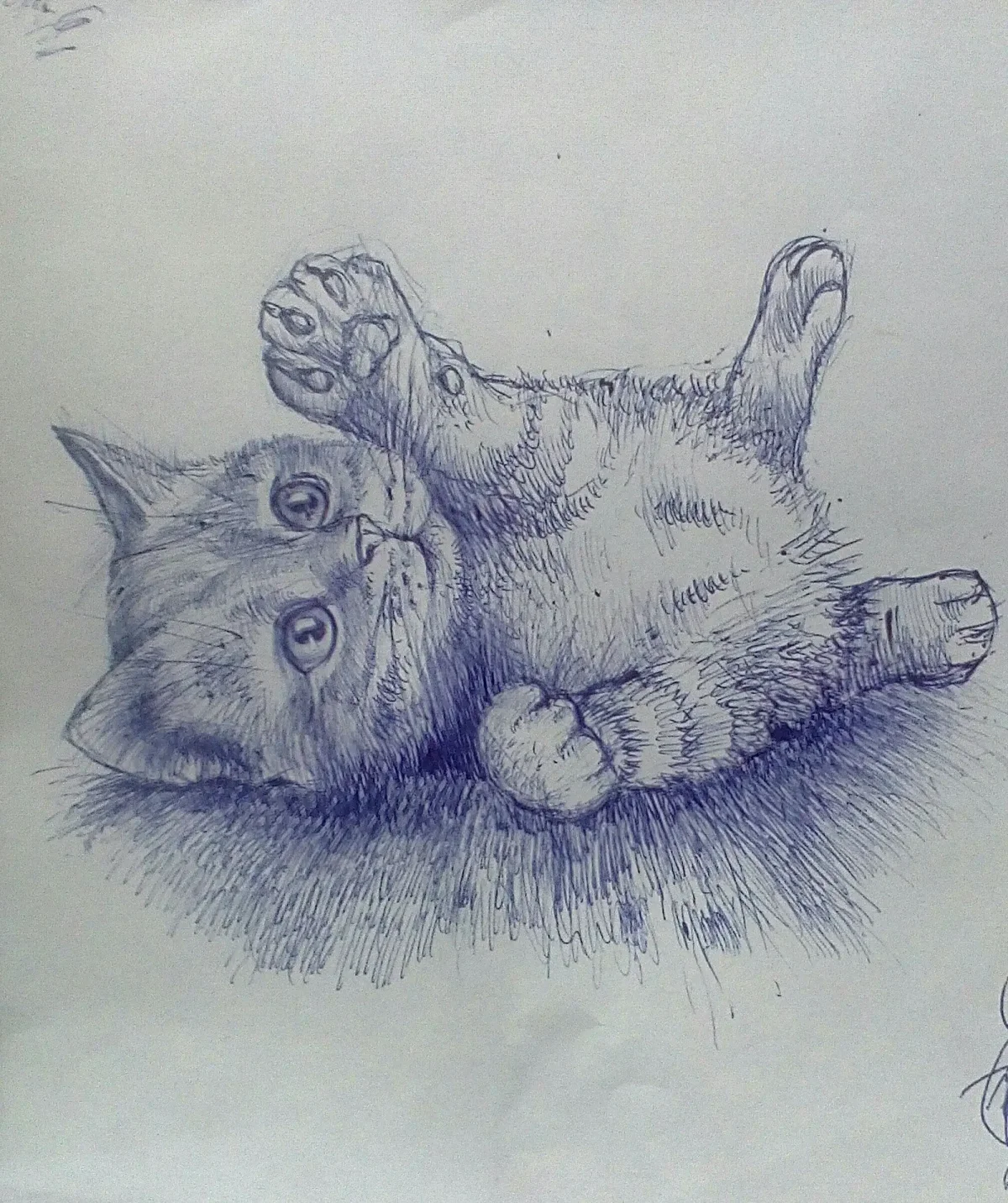 Раскраски домашние котята