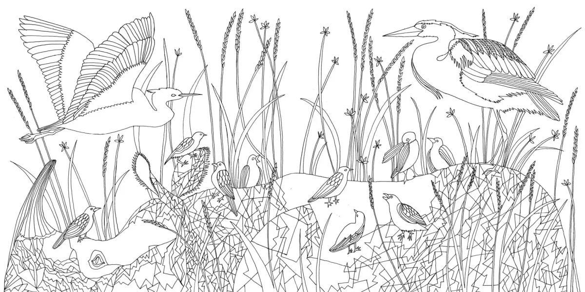 Птицы раскраска для детей