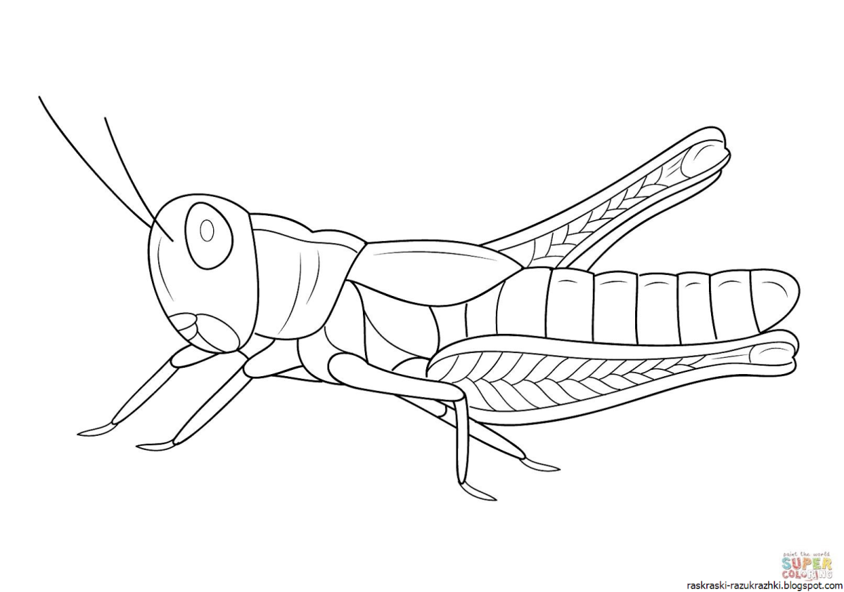 Раскраски для детей насекомые кузнечик