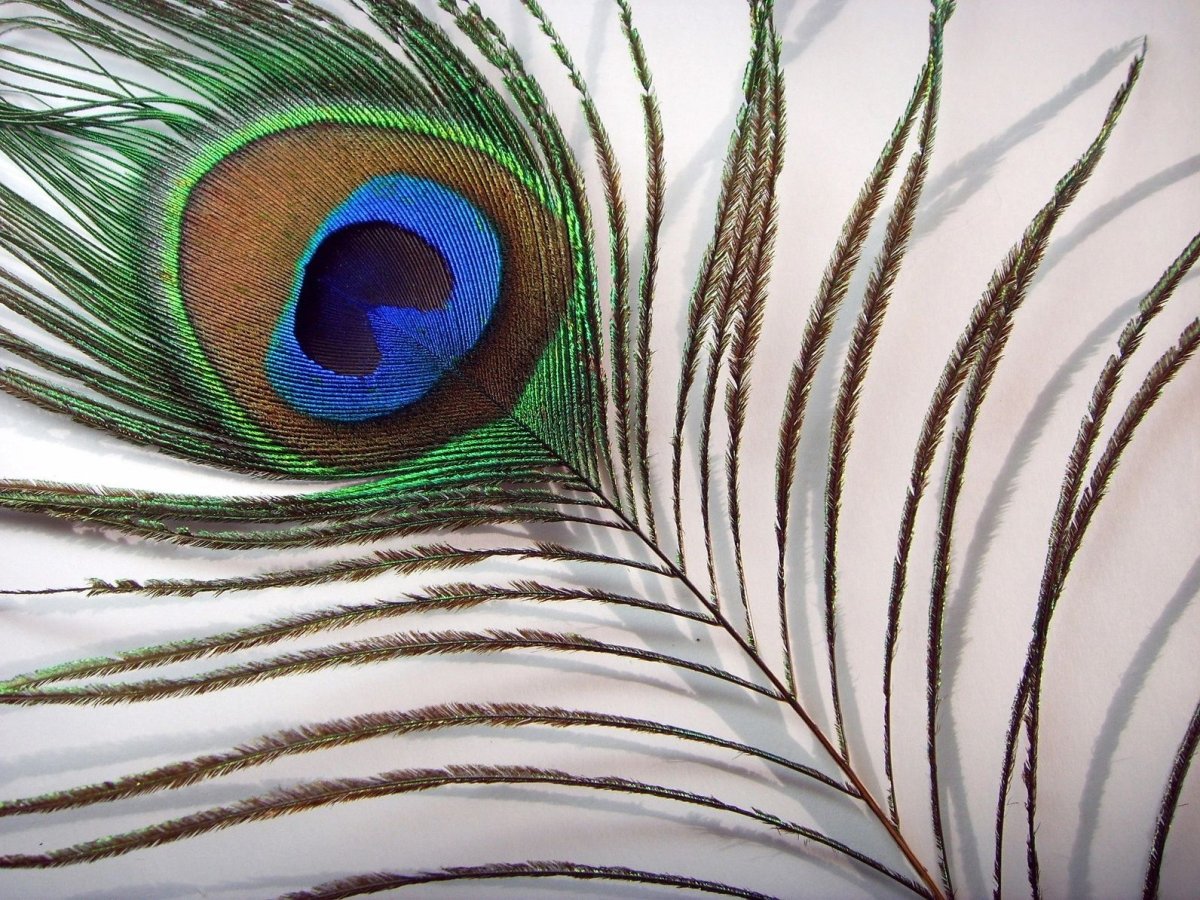 Большое павлинье перо
