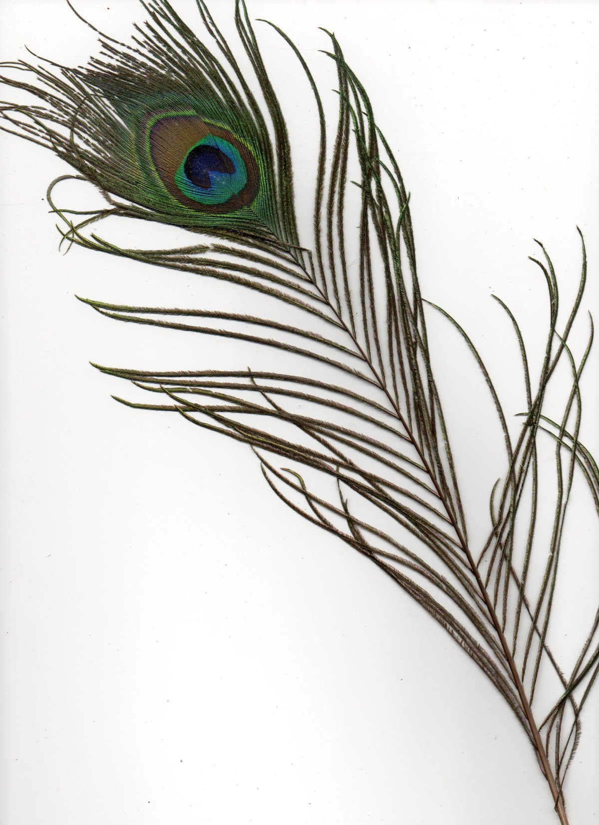 Перо павлина строение