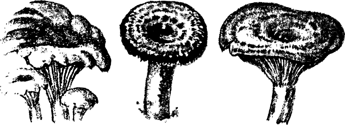 Гриб подосиновик раскраска