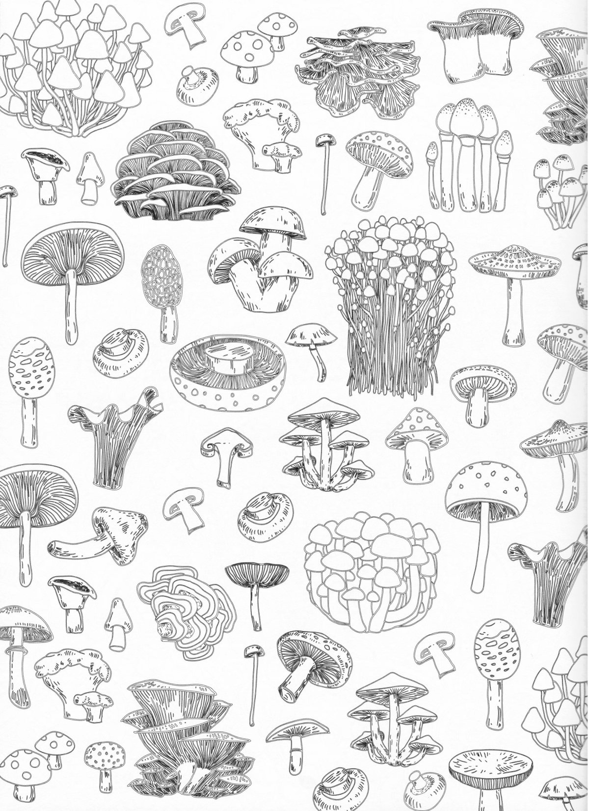 Гриб подберезовик раскраска