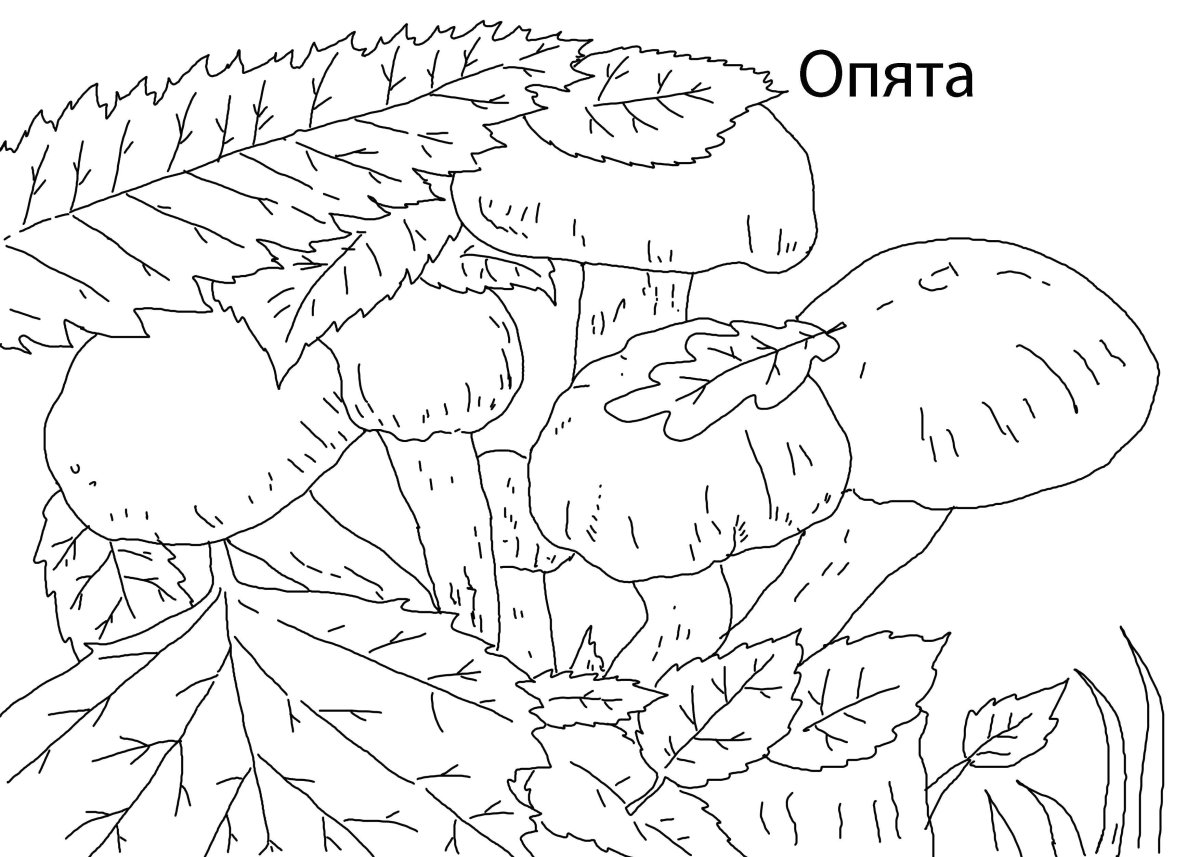 Волнушки грибы