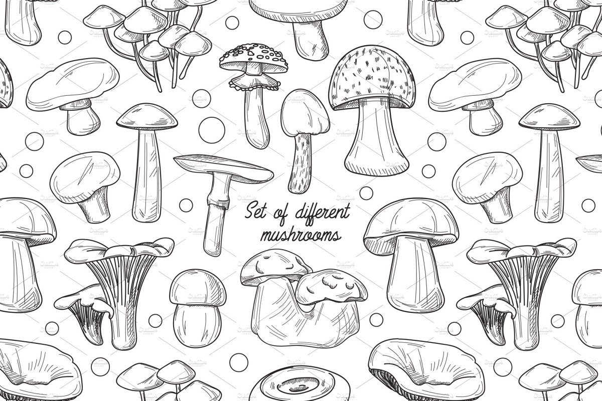 Гриб Боровик раскраска