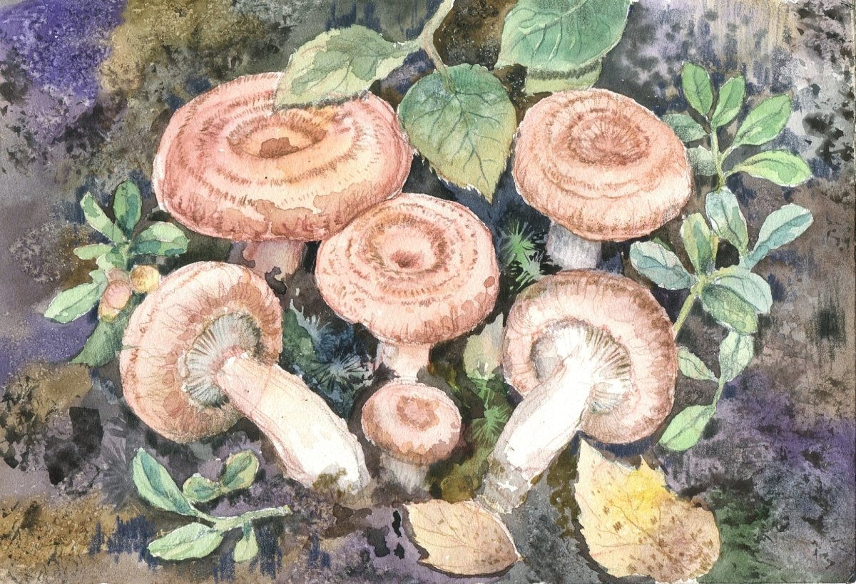 Грибы в лесу раскраска для детей