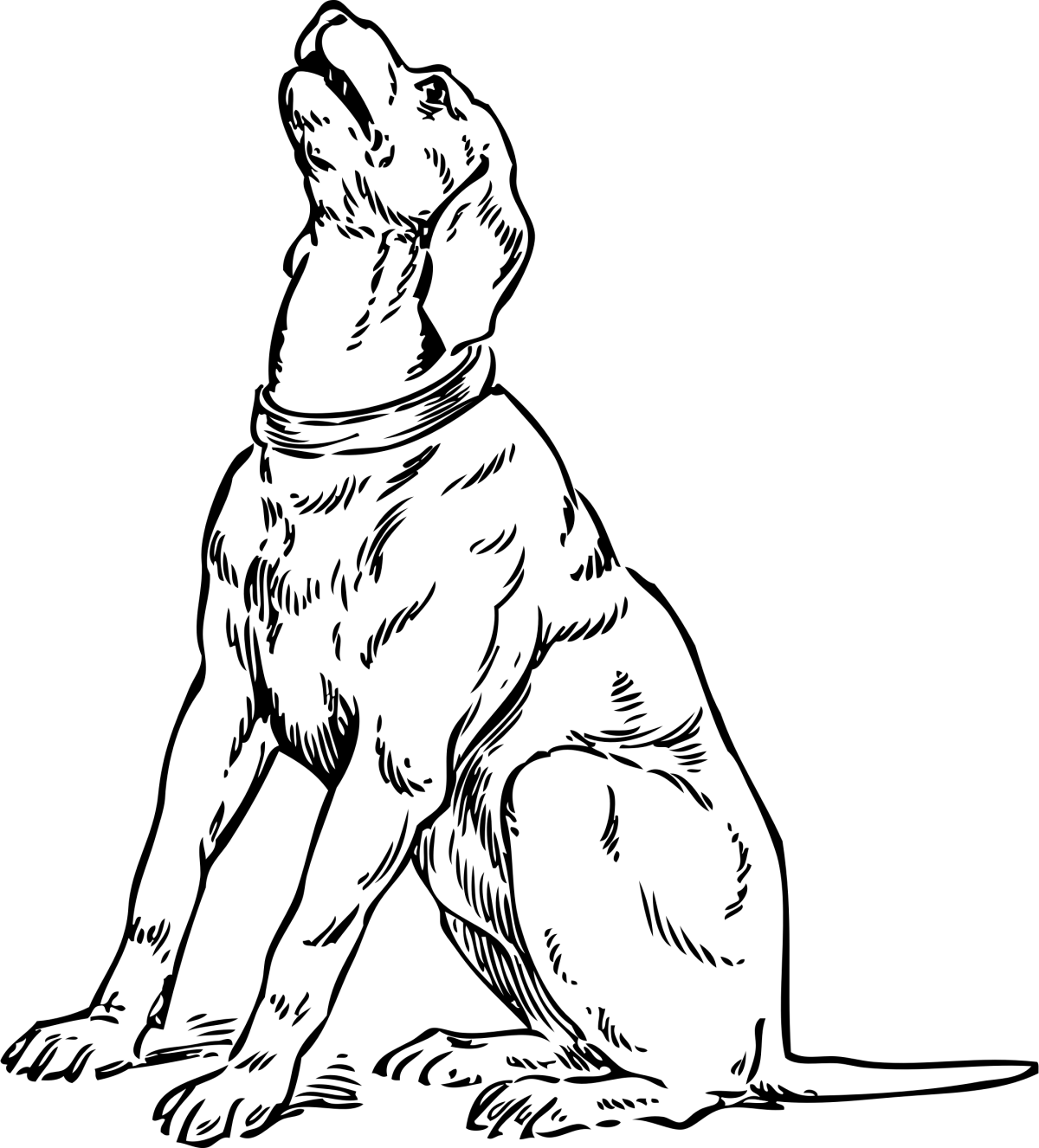 Ошейник для Джек Рассела