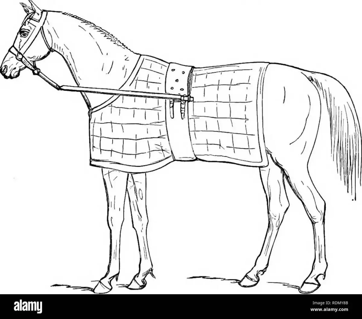 Раскраска. Лошади