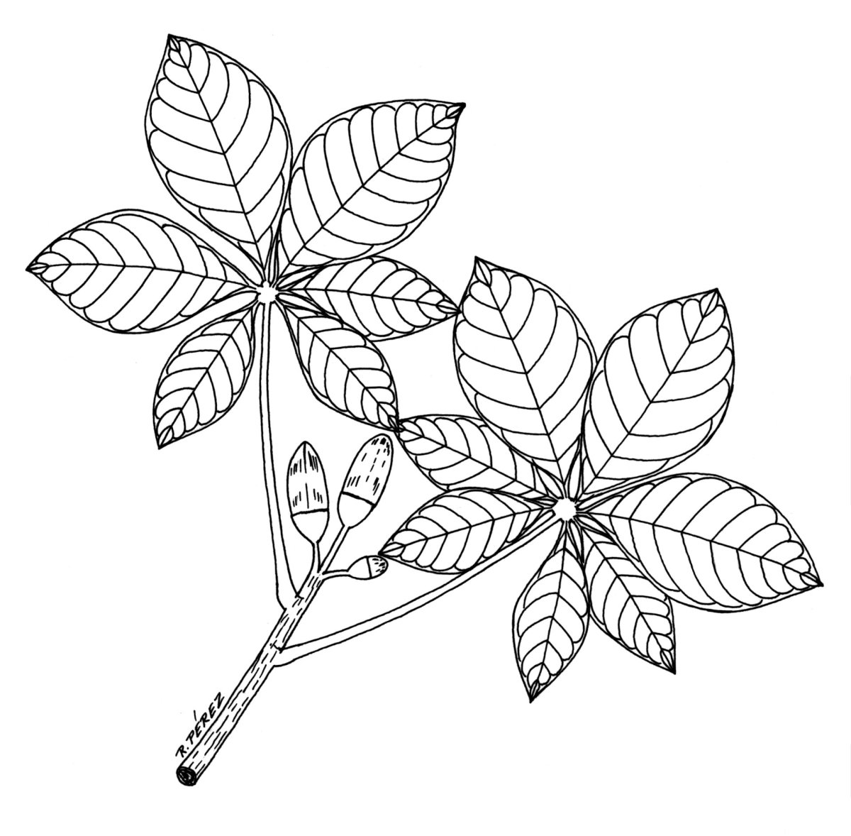 Лист каштана контур