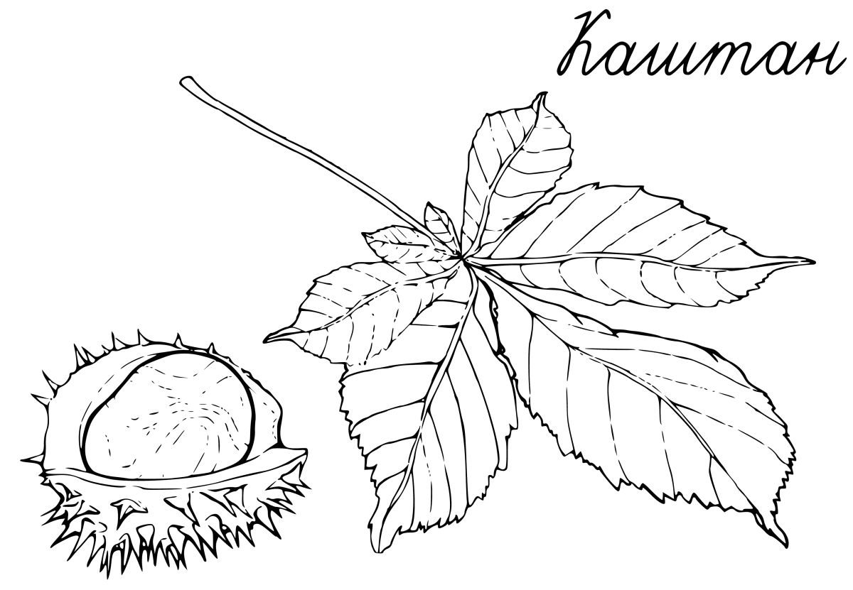Каштан раскраска для детей