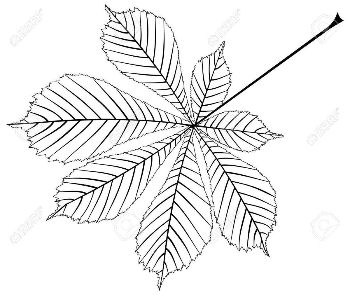 Каштан раскраска для детей