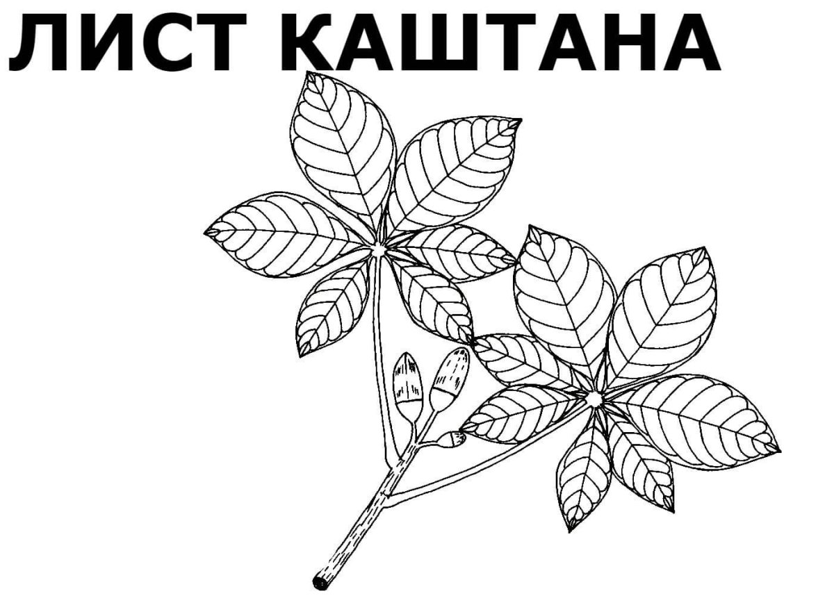 Каштановый лист вектор