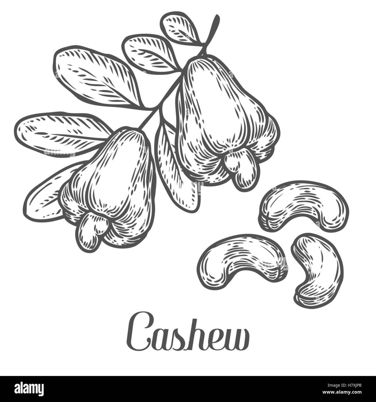 Каштановый лист раскраска