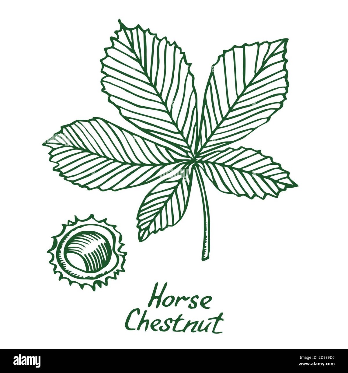 Каштановый лист трафарет
