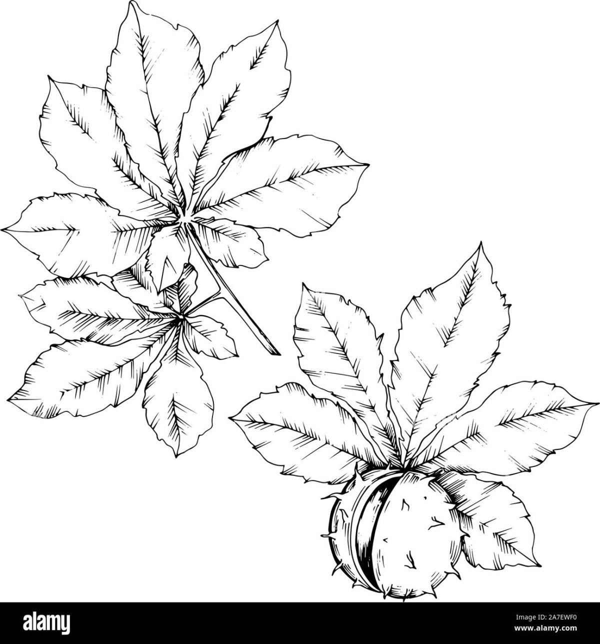 Лист каштана трафарет