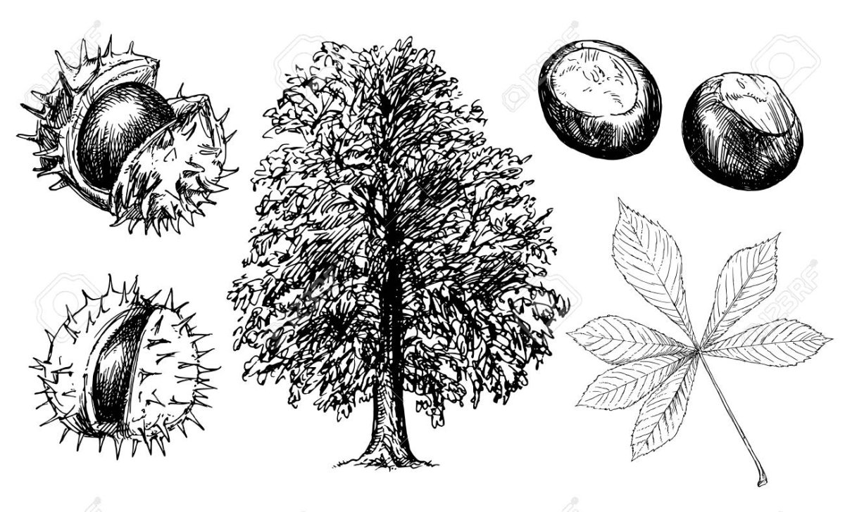 Стилизованный лист каштана