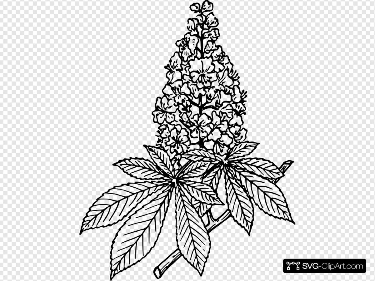 Лист каштана раскраска