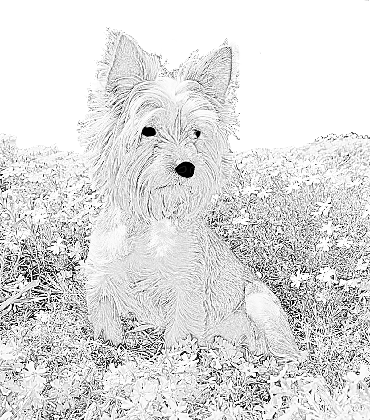 Раскраски Элли в изумрудном городе