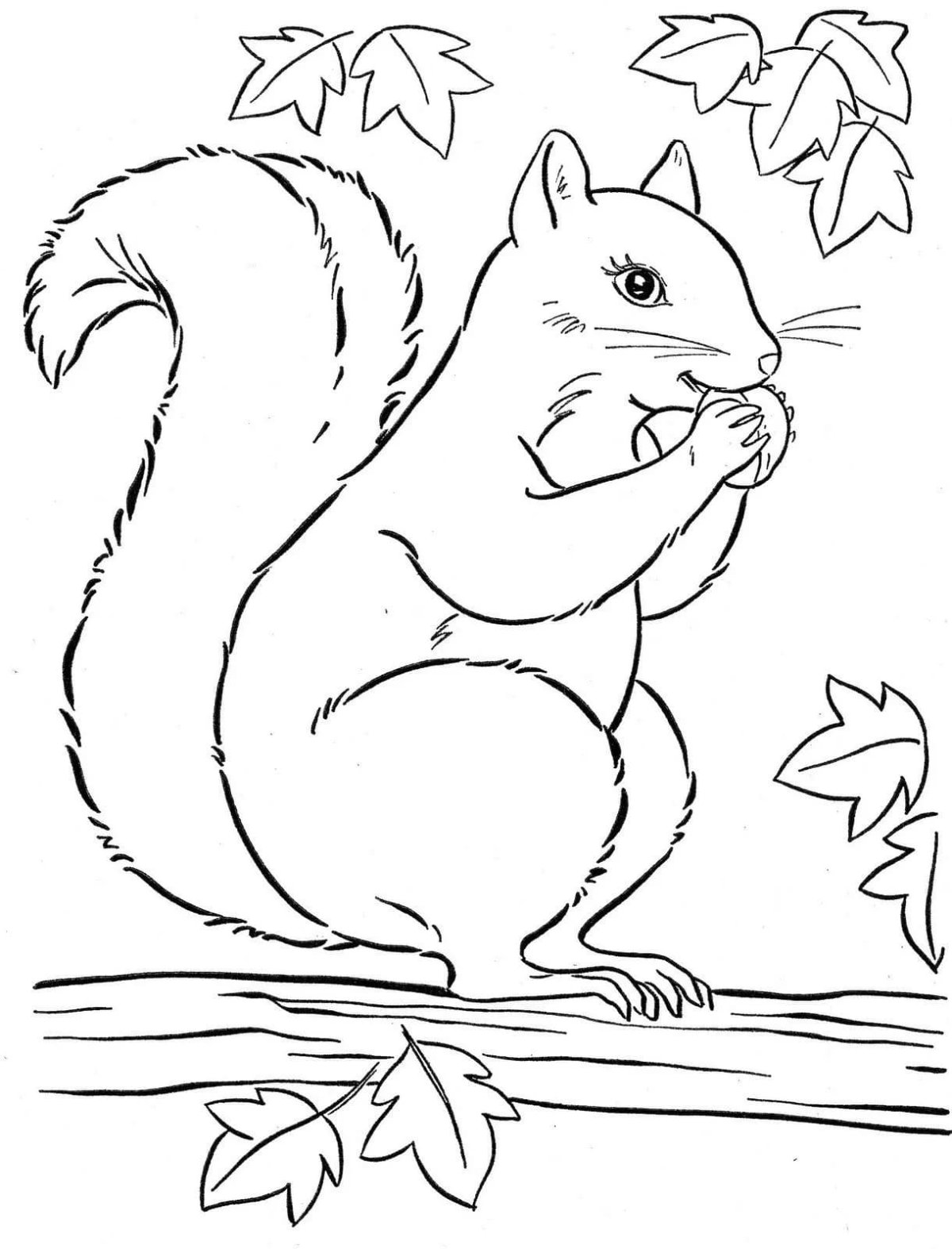 Белка раскраска