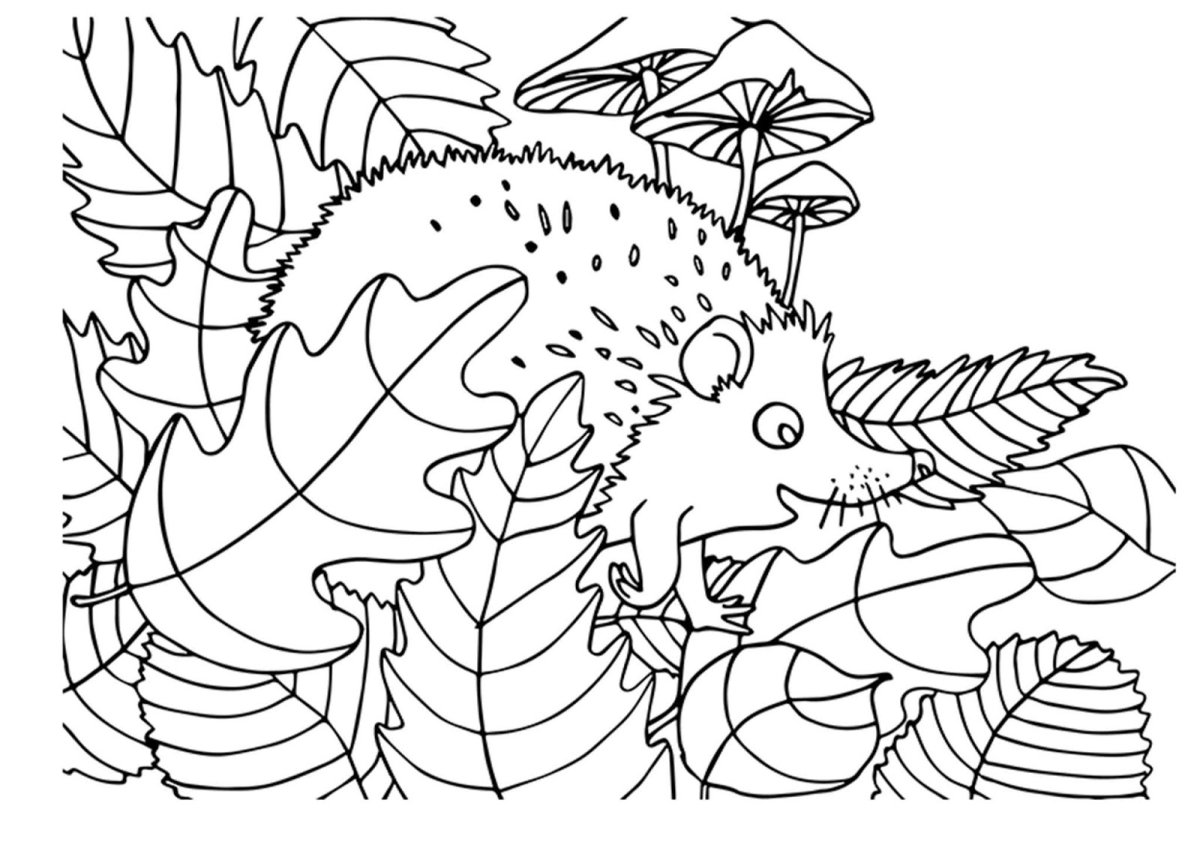 Осенние животные раскраска