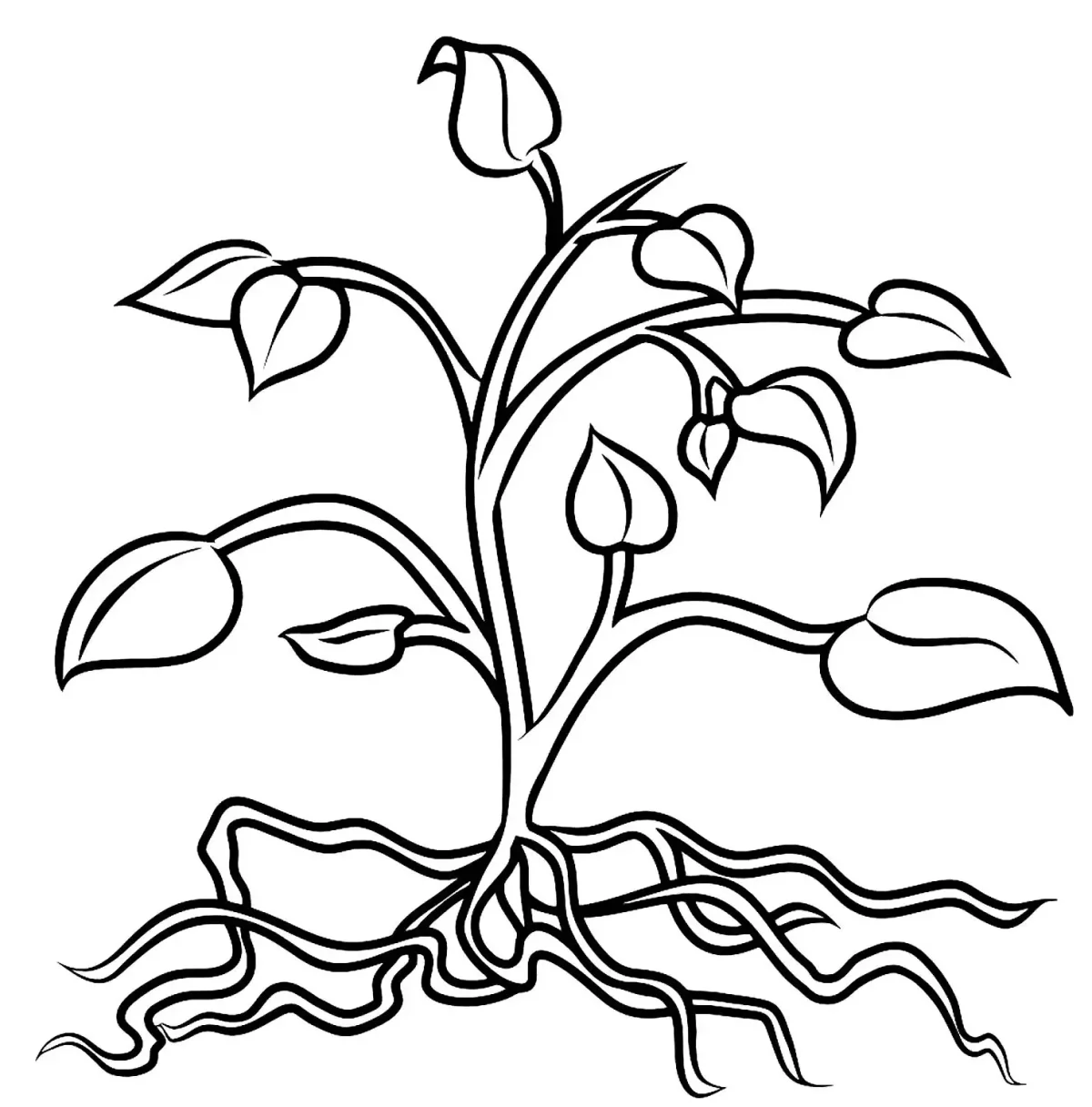 Растения раскраска для детей