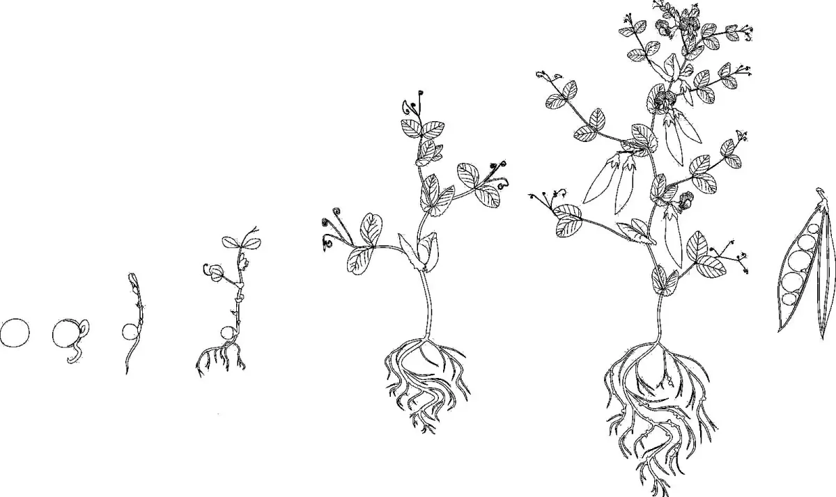 Монстера деликатесная воздушные корни