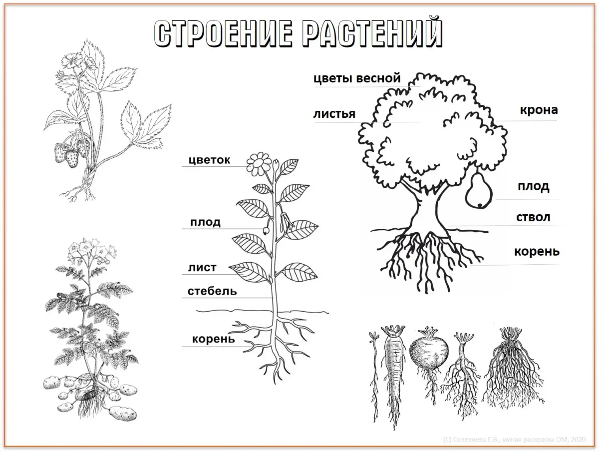 Дерево с корнями вектор чб