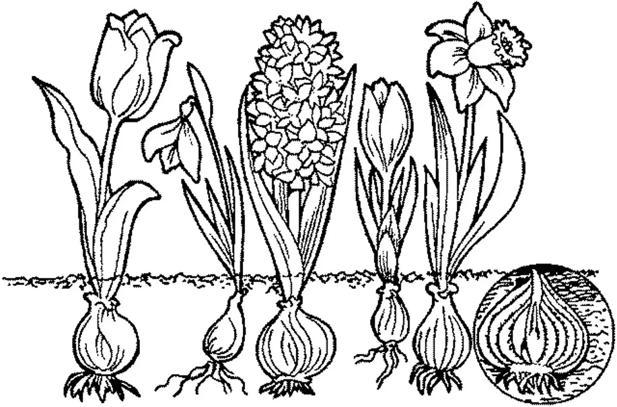 Стадии роста растений