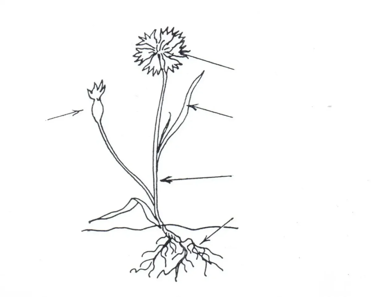 Части растений раскраска