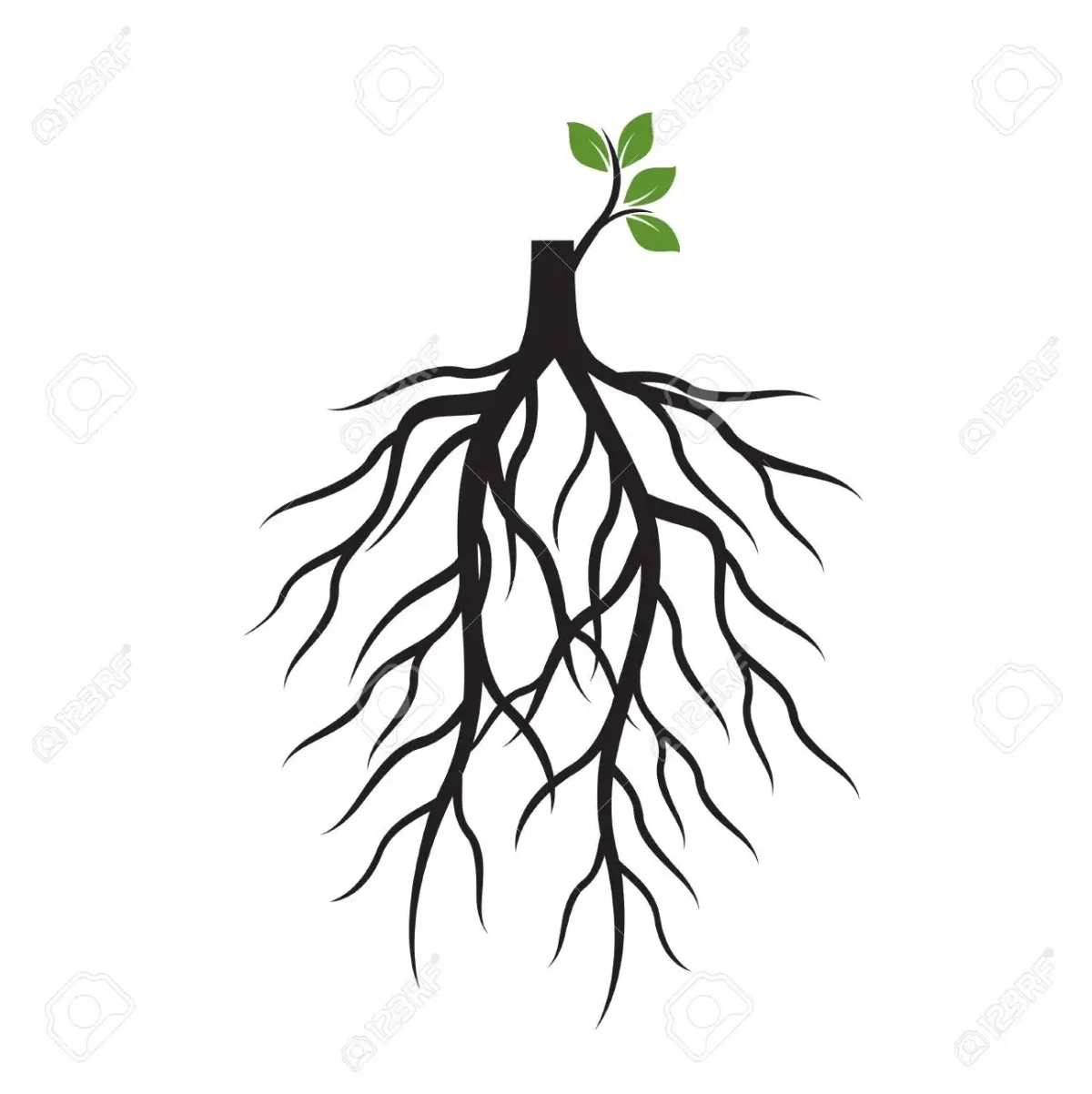 Растение с корнем вектор