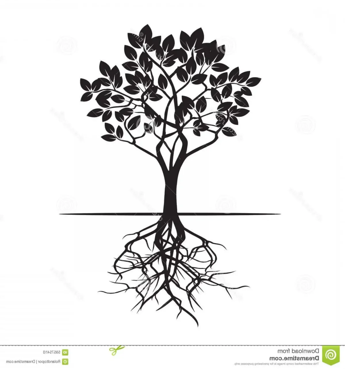 Корни корнеплоды