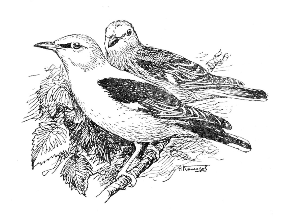 Иволга птица раскраска