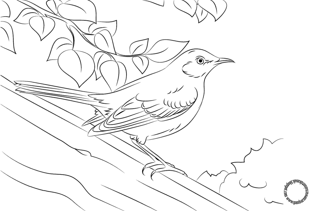 Птицы. Раскраска