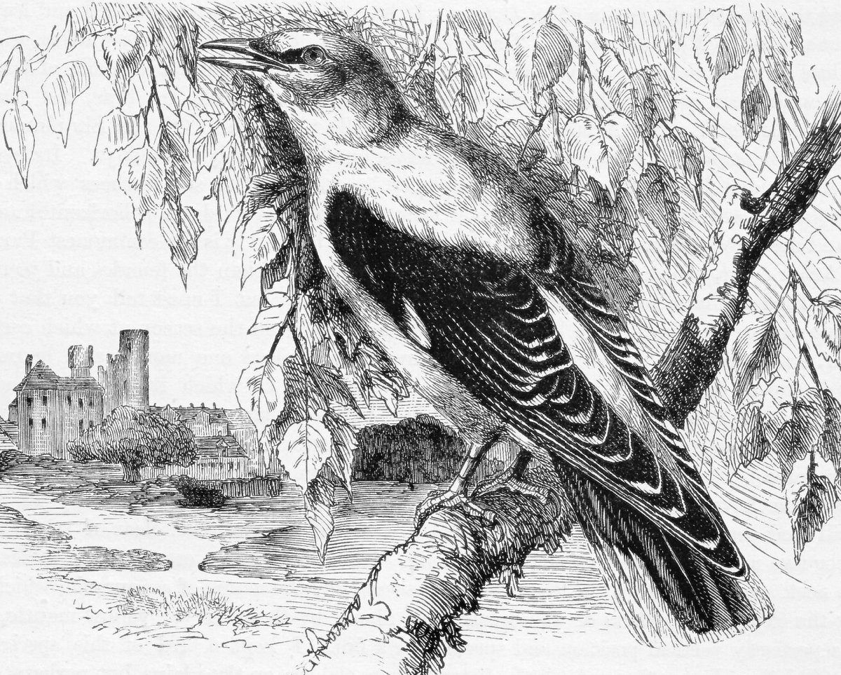 Иволга раскраска для детей