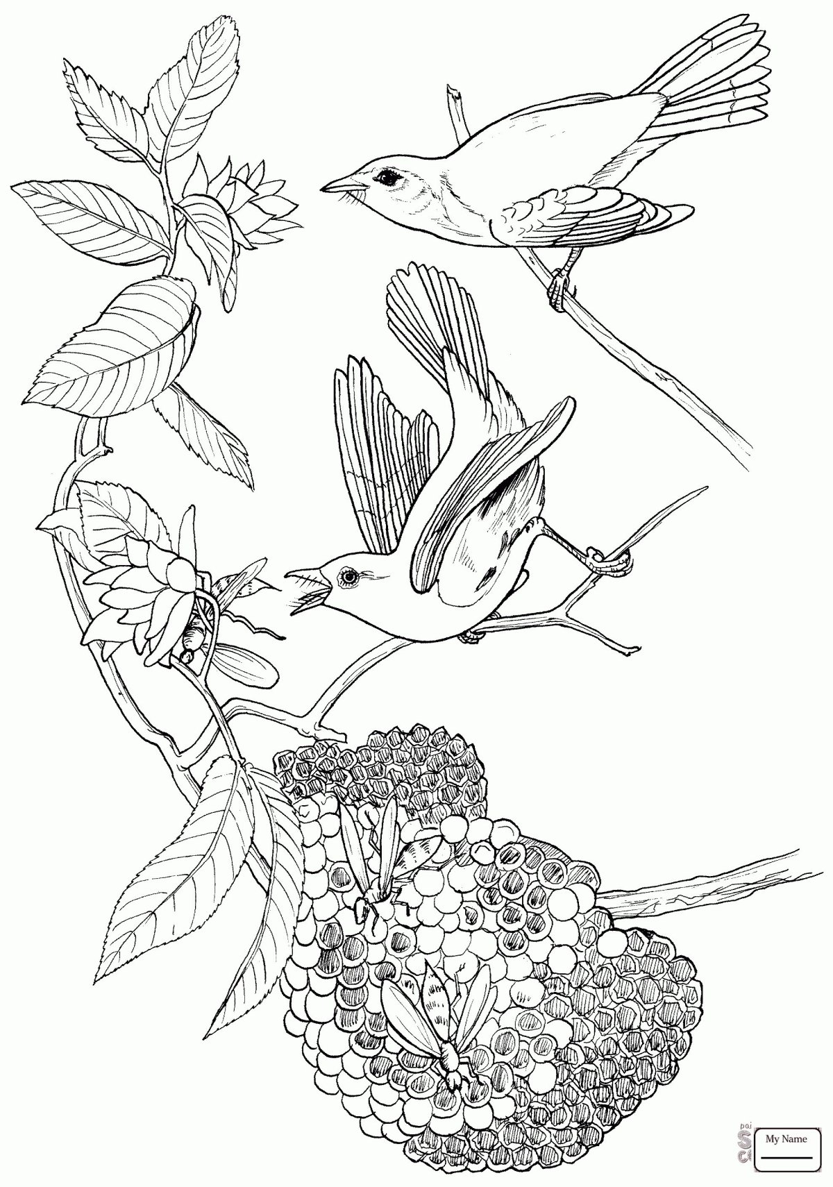 Горлица обыкновенная раскраска