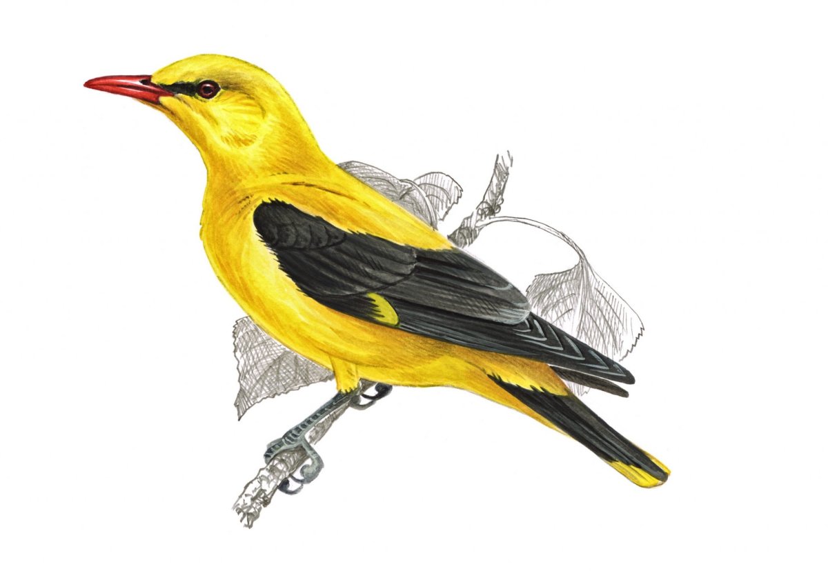 Птицы. Раскраска