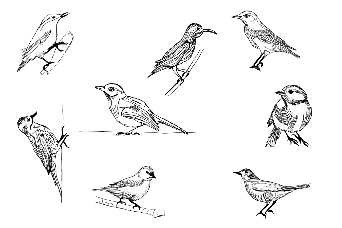 Птицы. Раскраска