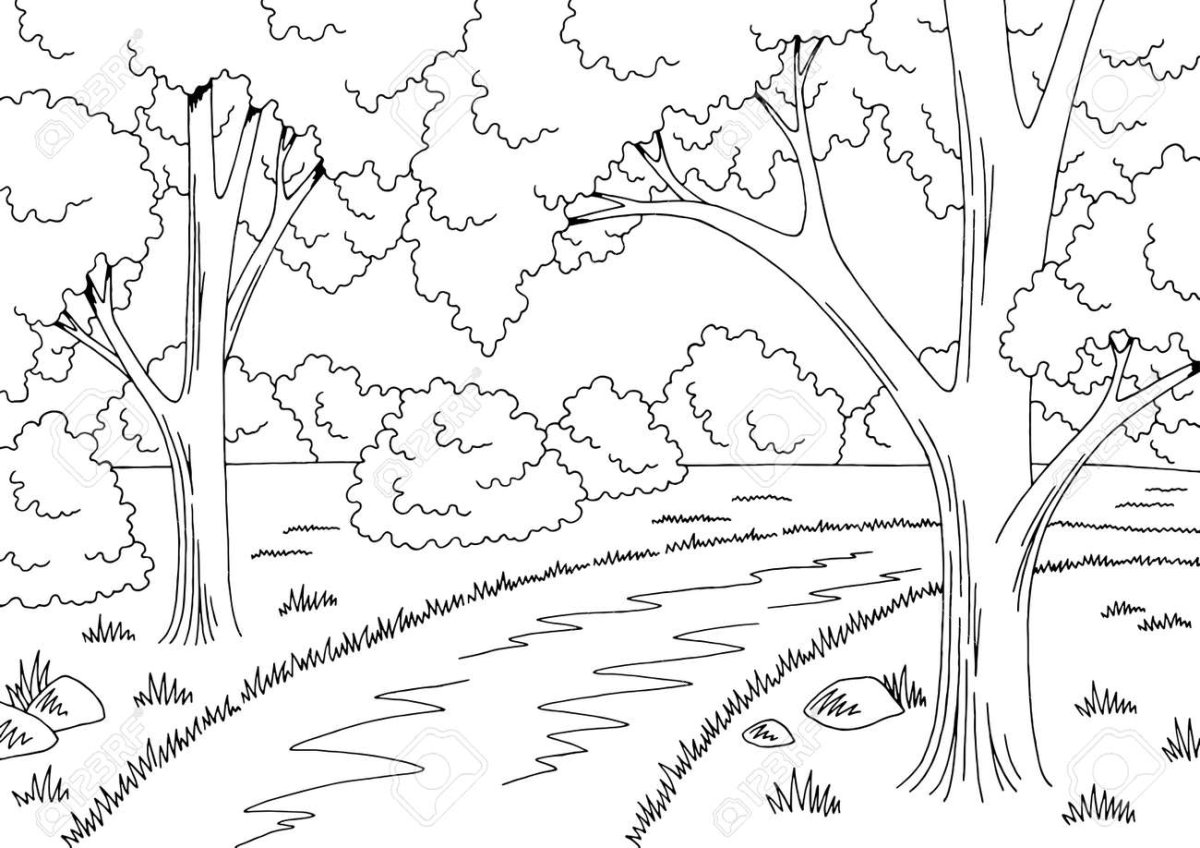 Широколиственный лес раскраска для детей