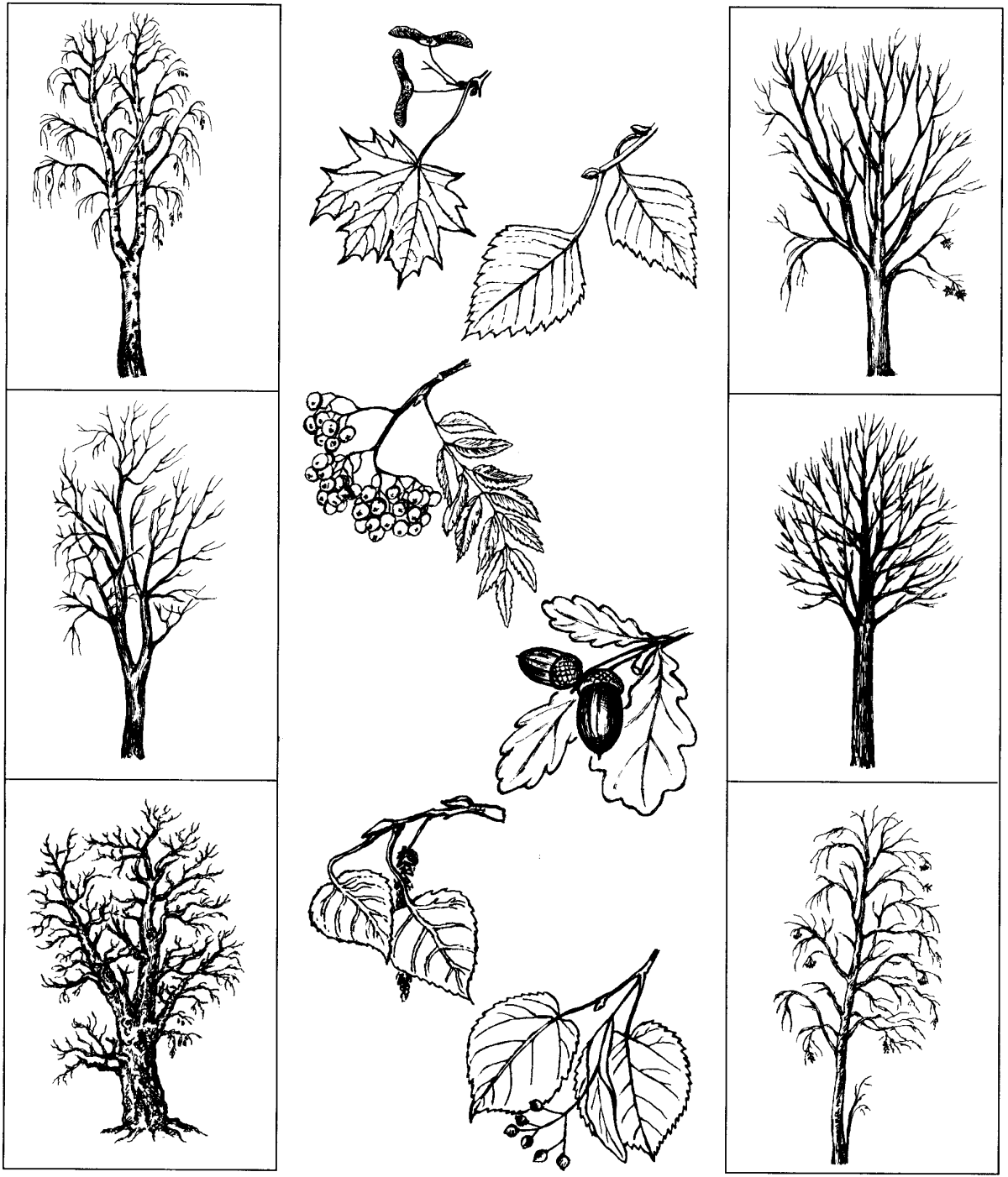 Раскраска животные леса