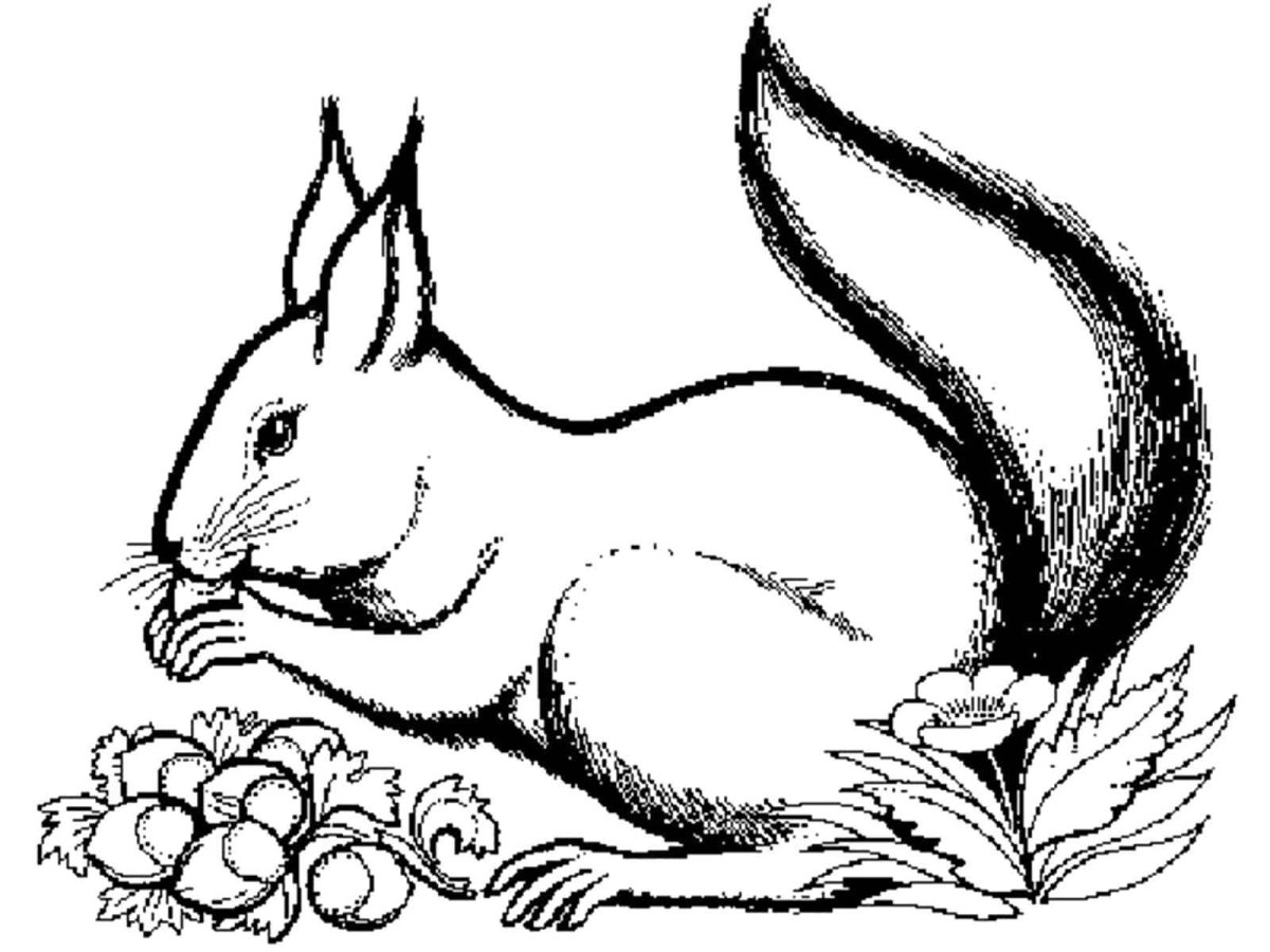 Раскраска белки