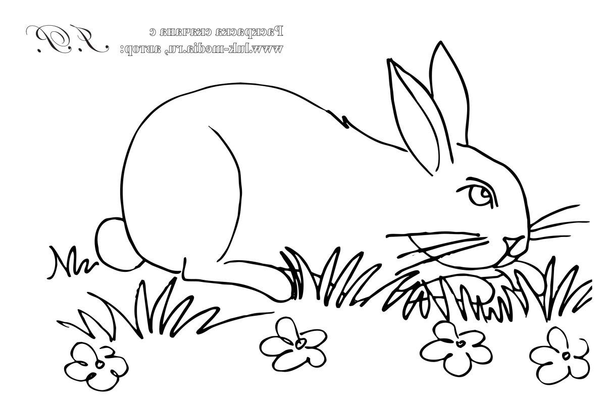 Заяц под кустом раскраска