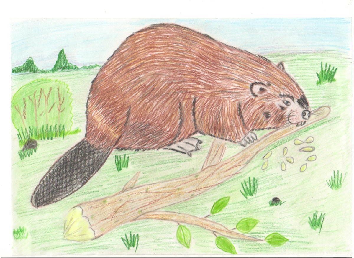 Бобр раскраска