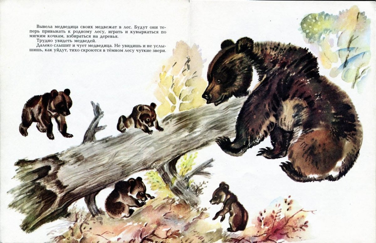 Заяц в лесу раскраска для детей