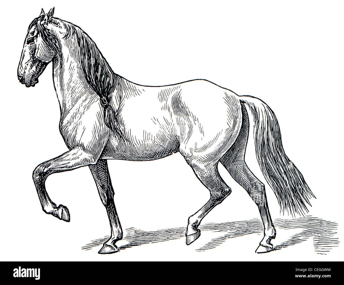 Лошадь ходит иноходью