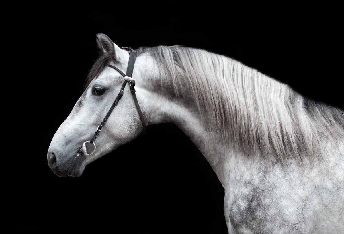 Айса Базиев Орловский рысак